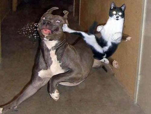 Picture wars-kick-dog-jpg