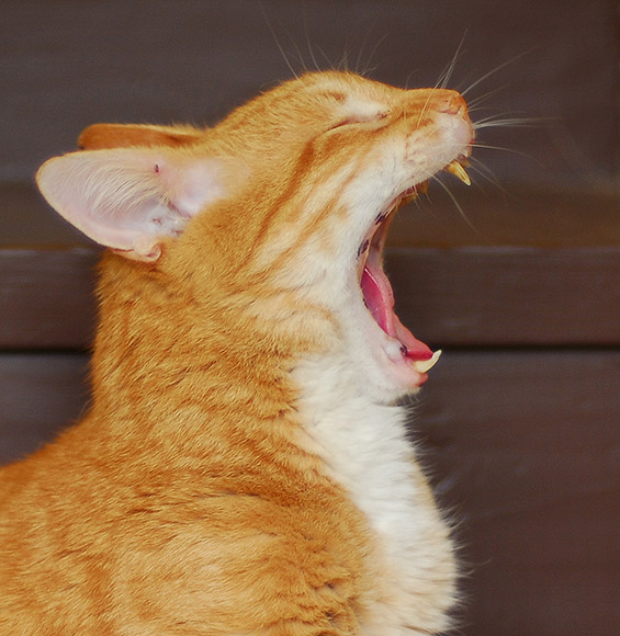 Picture wars-catyawning-jpg