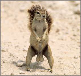 Birthday Cards-squirrelnuts42-jpg