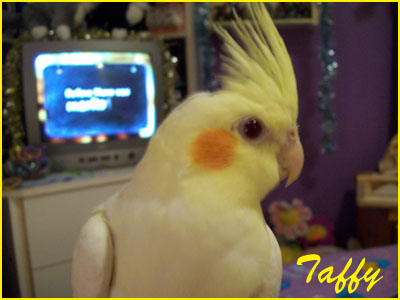 This is Taffy the Cockatiel who is scared of everything.