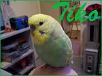 This was Tiko, he passed away in June and I was very upset when he did. He was my baby but got ill a lot. I miss him very much.