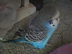 This is Binky, my new budgie. He/she is quite the character and my other two birds are scared of him a bit.