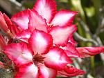 A-Typical Apple blossoms from the AOS.