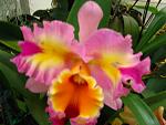An amazing Cattleya...  I've never seen one this beautiful.  But if you have the fortune to be in Delray Beach, Florida, you can see this at the AOS.