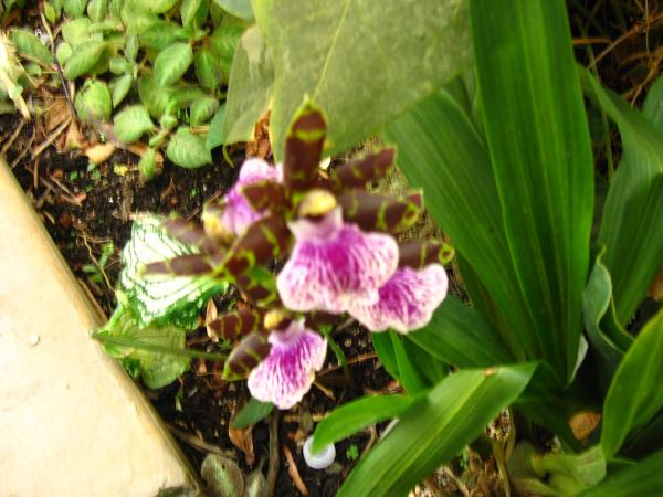 My Zygopetalum.  This is a surviving picture before my roommate actually ate the blooms.  It was a major project and I failed that project because of it.  That's after he stepped on and broke my best Laptop.