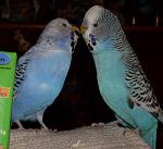 Sammy and Binky with their Easter gift. Those two are very friendly.