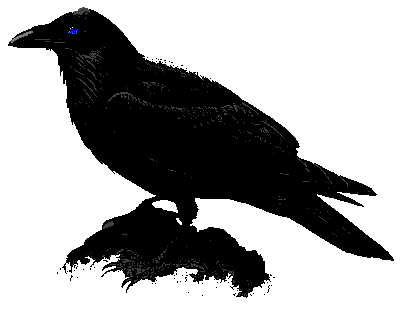 My pet Raven! Voiranos! Isn't she a beauty!
