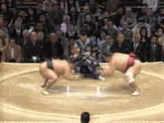 sumo