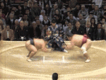 sumo
