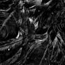 black feathers angel myspace layout 2798