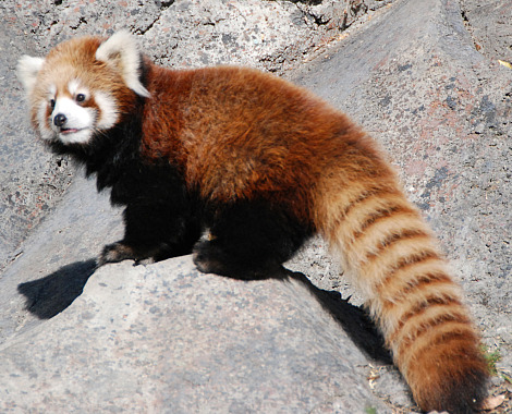 OMG, Red Pandas!!!-red-panda-jpg