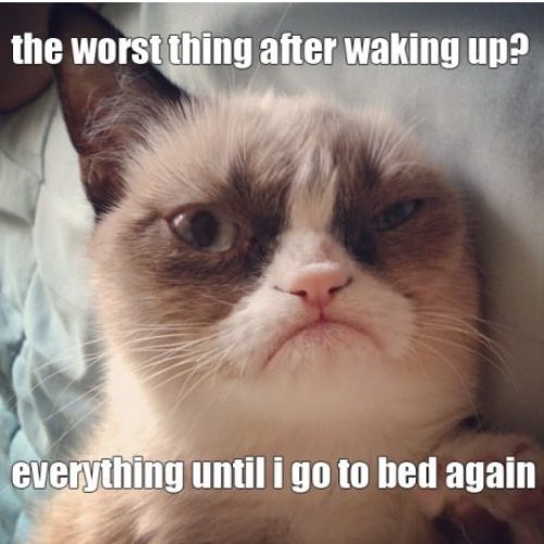 Where did the level up system go?-grumpy-cats-worst-thing-after-waking-up_large-jpg