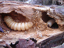 Name:  220px-Huhu_grubs.jpg
Views: 154
Size:  16.7 KB