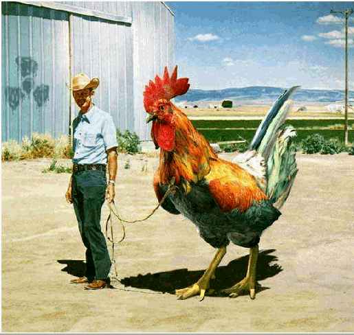 ITT: General Conversation (the not-quite-spam thread)-my-big-rooster-jpg