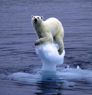 Hello everyone!-melting-ice-polar-bear-jpg