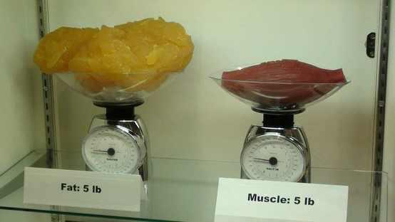 Workin' out brah!?-muscle-vs-fat-jpg